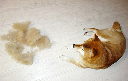 柴犬　抜け毛