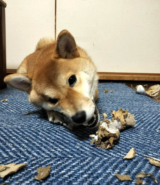 柴犬
