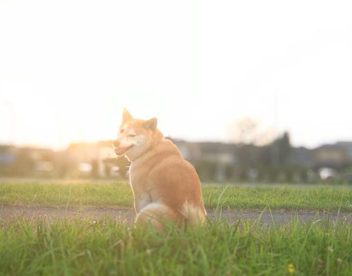 柴犬