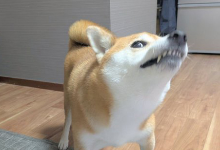 柴犬
