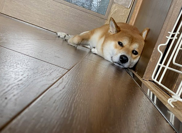 柴犬