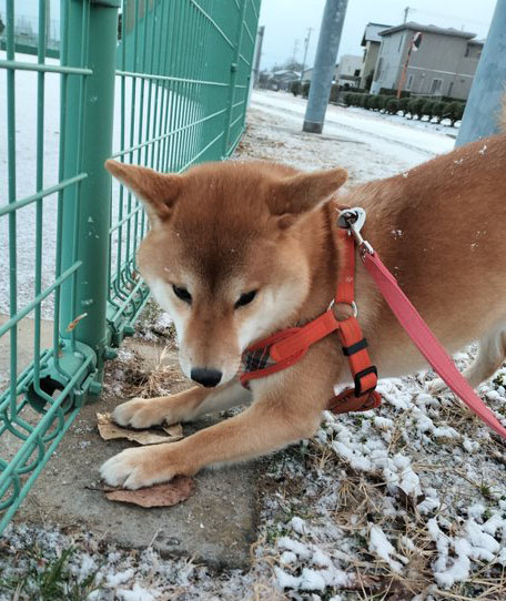 柴犬