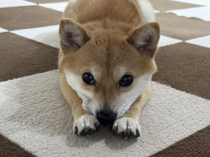 柴犬