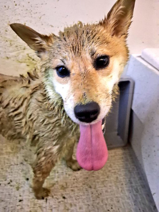柴犬