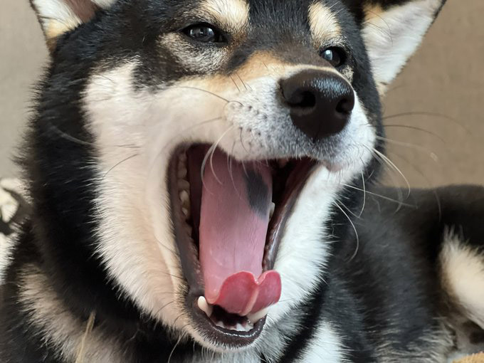 黒柴