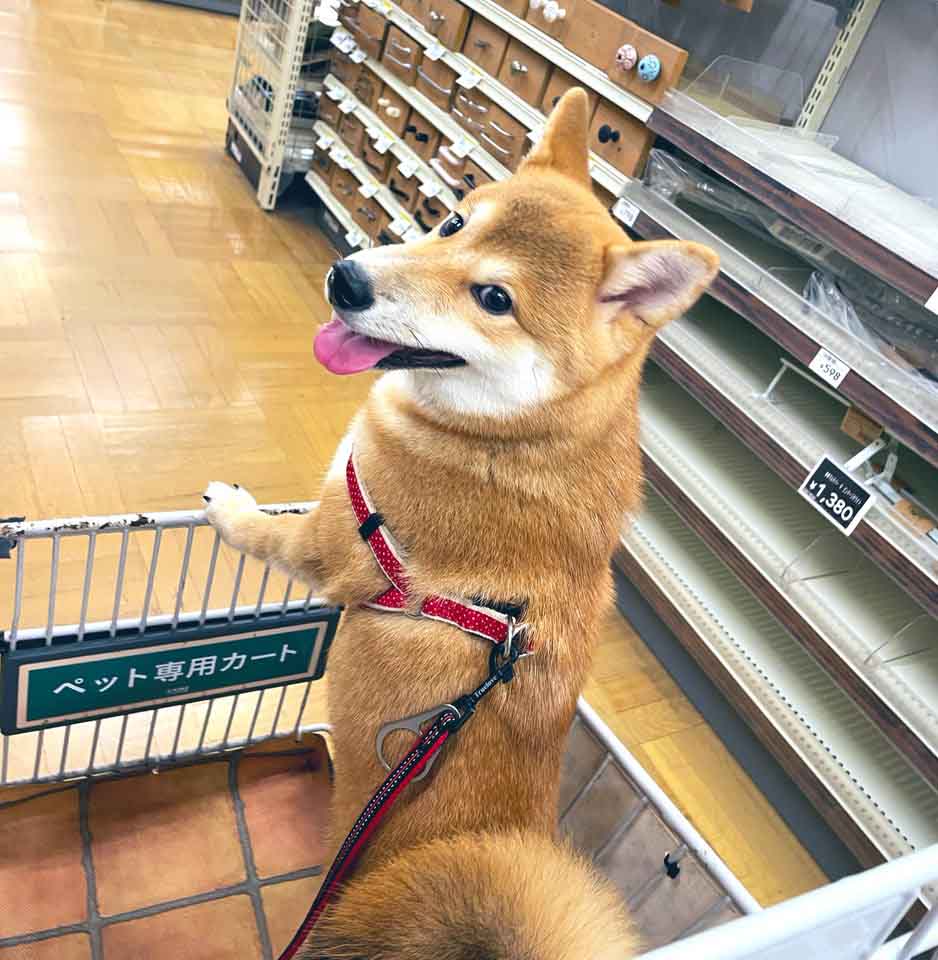 柴犬
