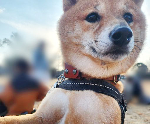 柴犬