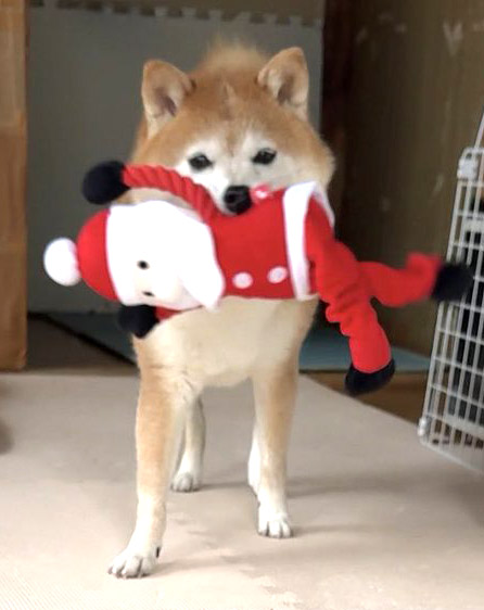 柴犬