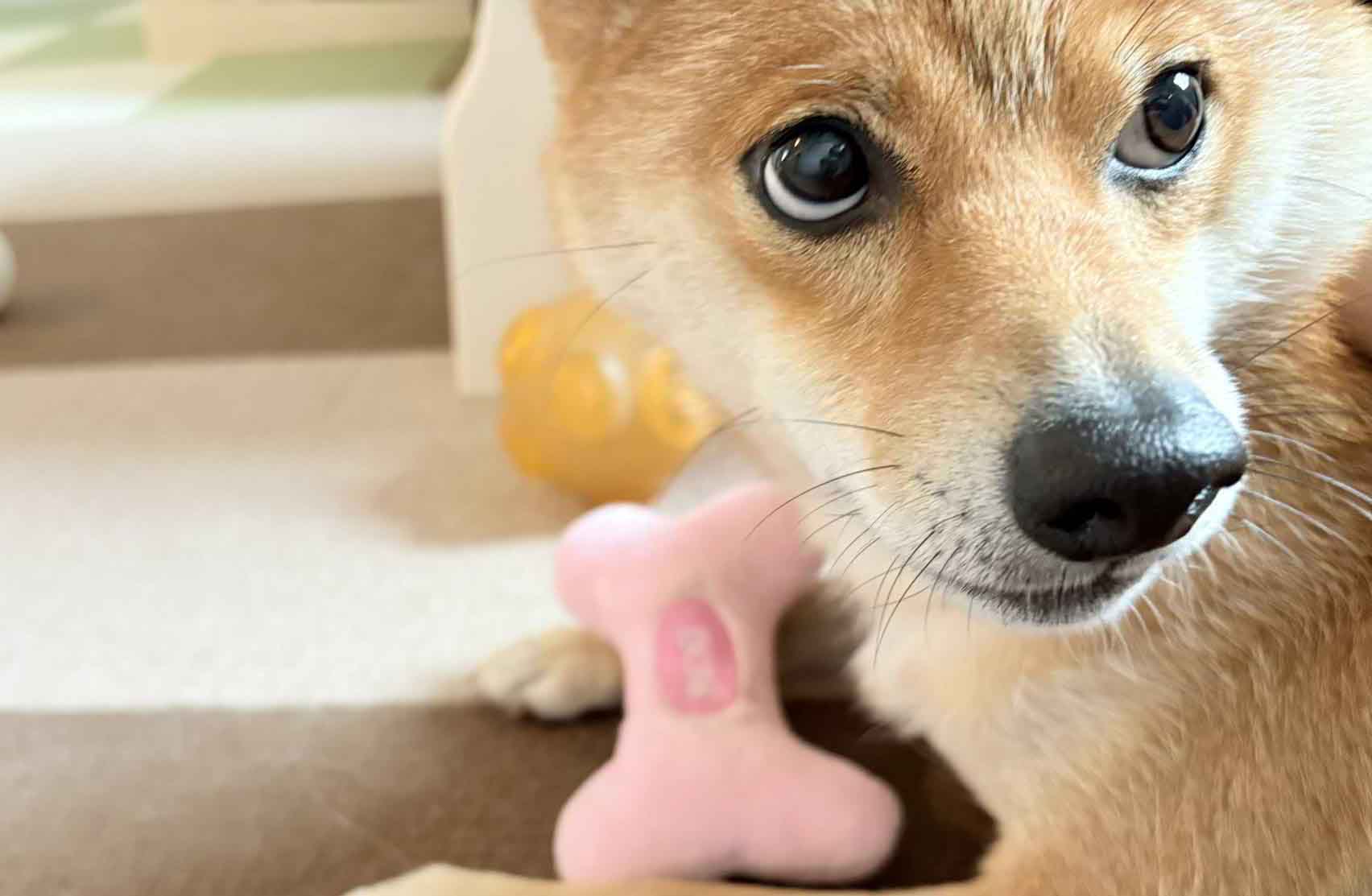 柴犬