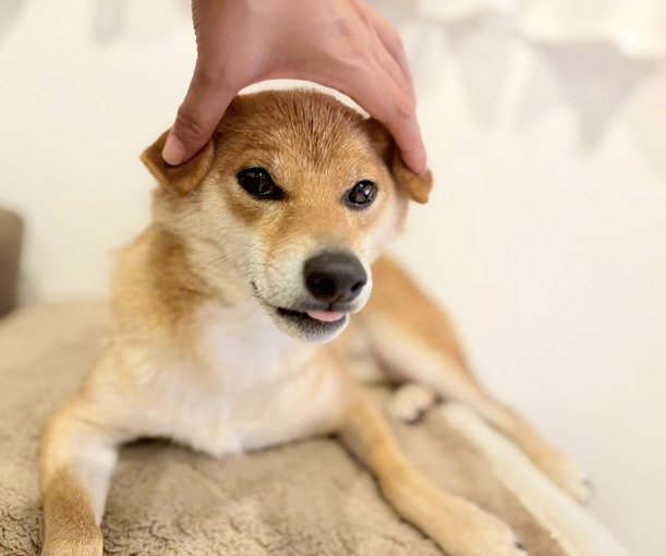 柴犬