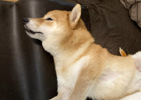 柴犬