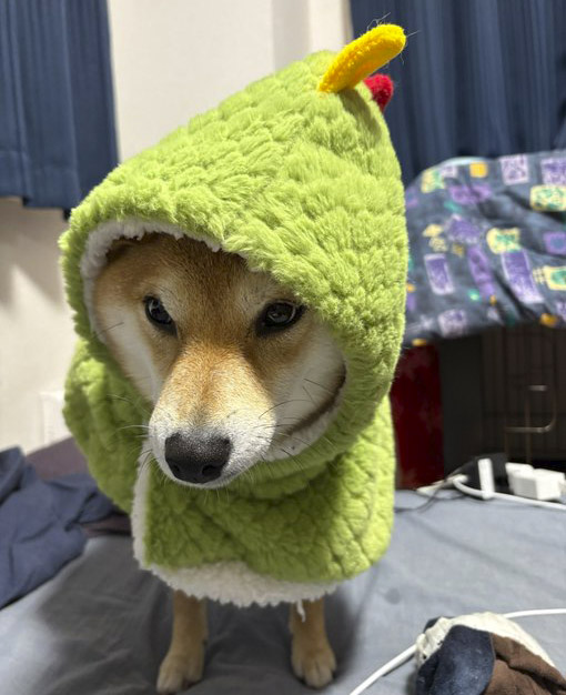 柴犬