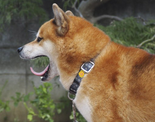 あくびする柴犬