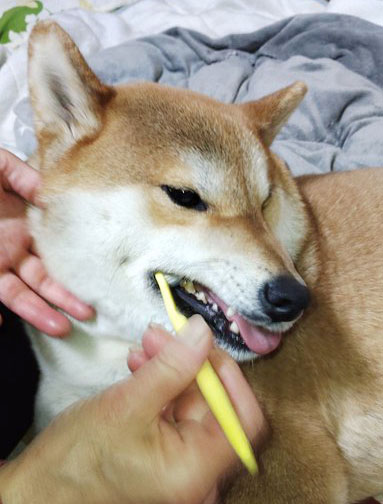 柴犬　歯磨き