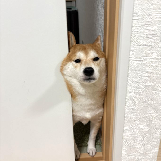 柴犬
