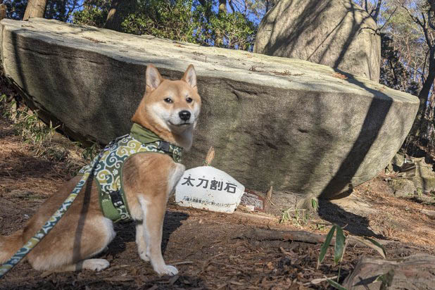 柴犬