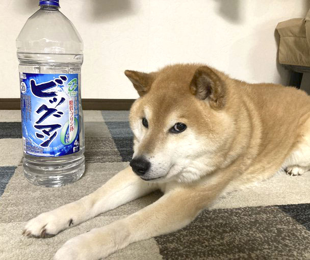 柴犬