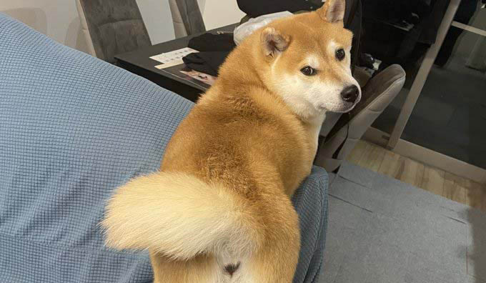 柴犬