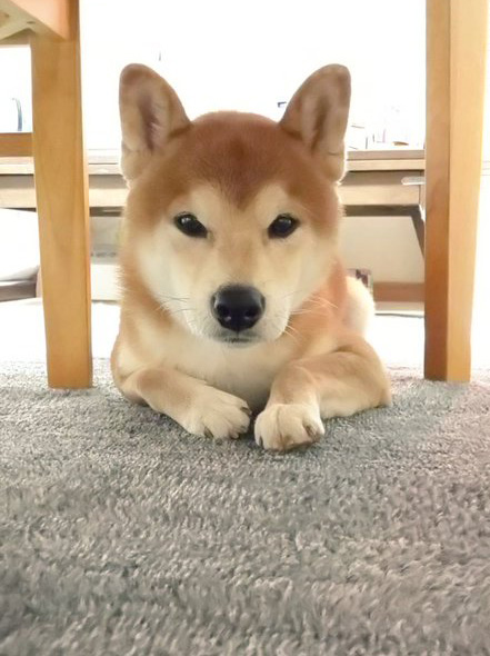 柴犬