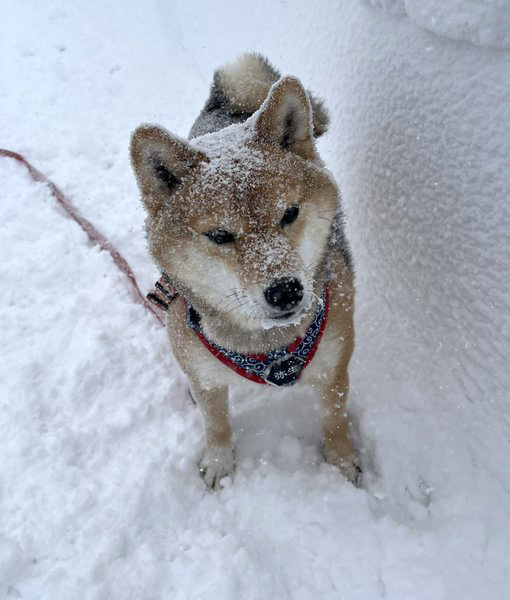 柴犬　揚げパン