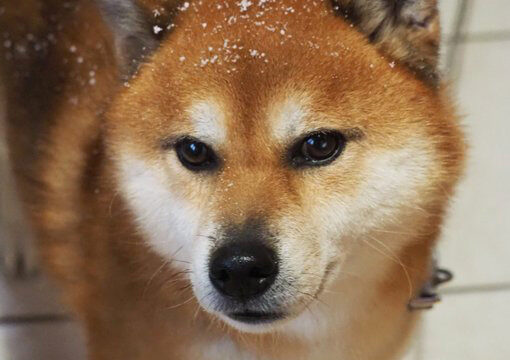 柴犬　雪　揚げパン