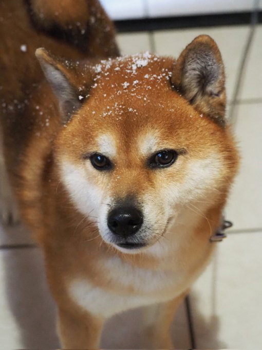 柴犬　雪