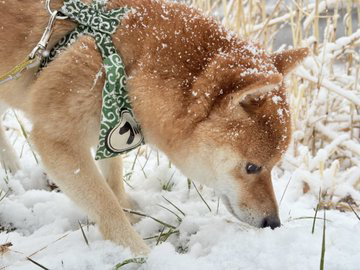 柴犬　雪　揚げパン