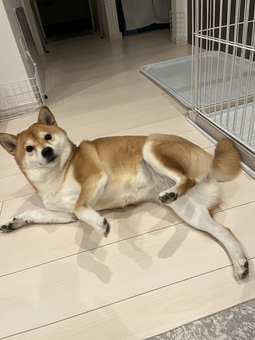 柴犬