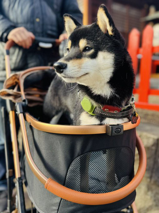 柴犬　カート