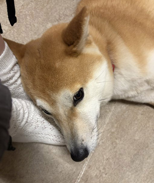 人の足を枕にする柴犬