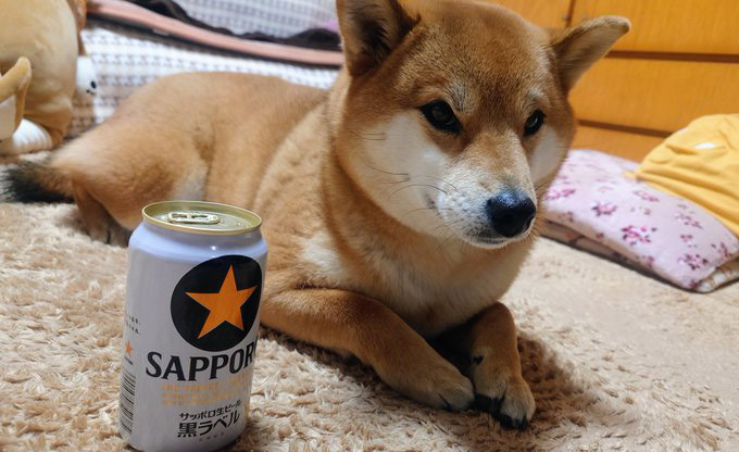 缶ビールと柴犬　黒ラベル