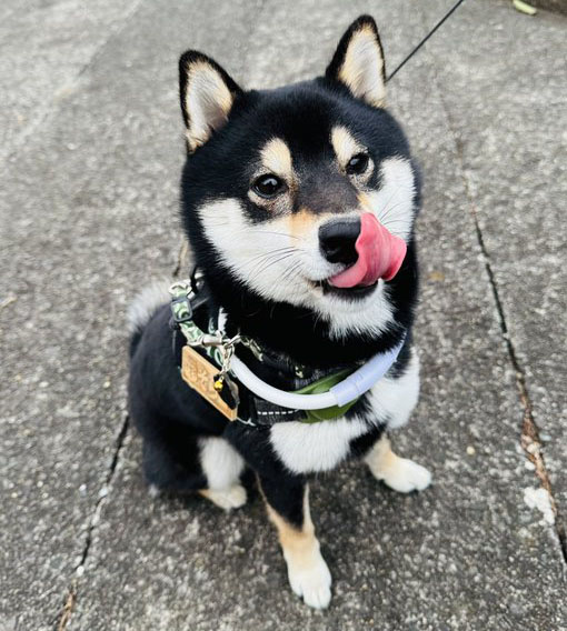 ペロンとしている黒柴