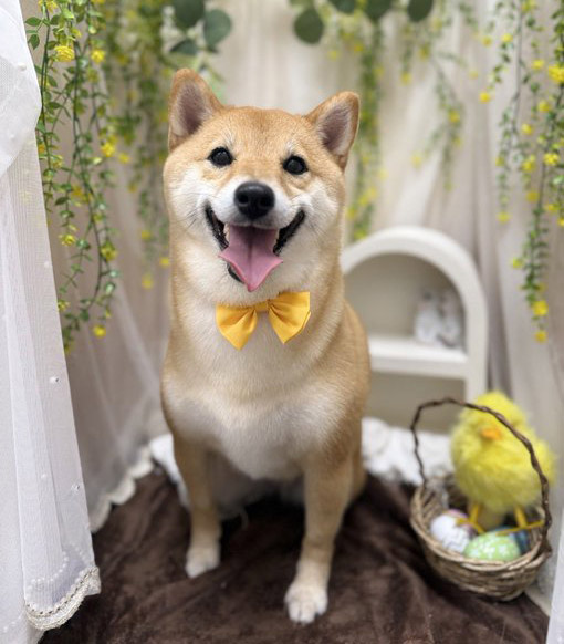 蝶ネクタイをした柴犬