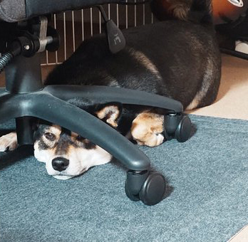 椅子の下にもぐる柴犬