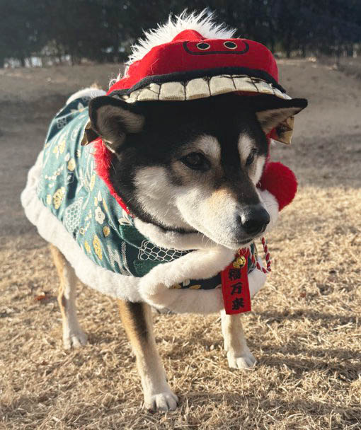 獅子舞のコスプレをした柴犬