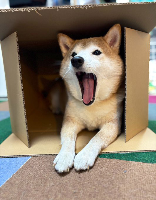 段ボール箱に入る柴犬