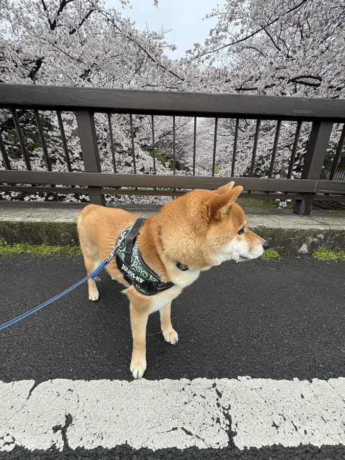 桜と柴犬