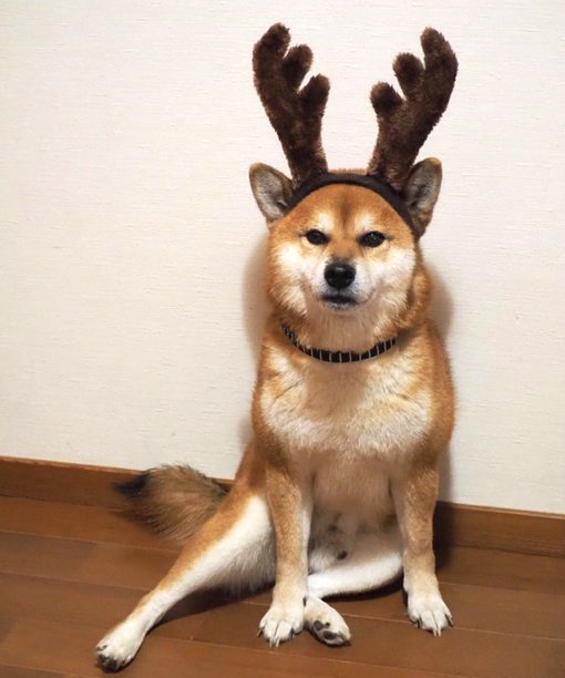 トナカイの角のかぶりものをした柴犬