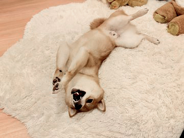 仰向けで遊ぶ柴犬