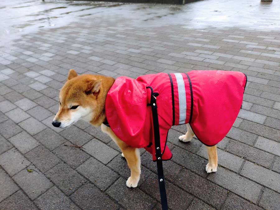 カッパを着た柴犬