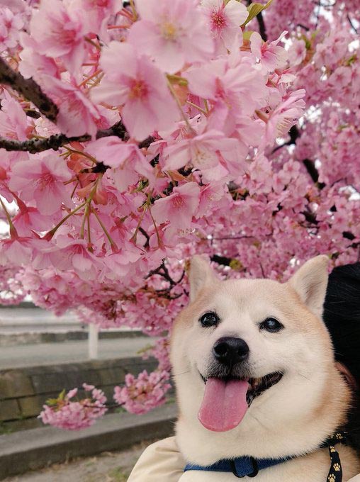 桜と柴犬