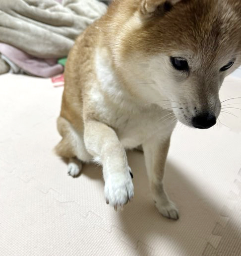 右手を挙げた柴犬