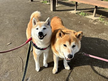 柴犬２頭