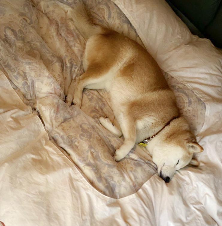 柴犬　布団で寝る