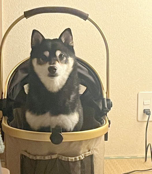 カートにのった黒柴