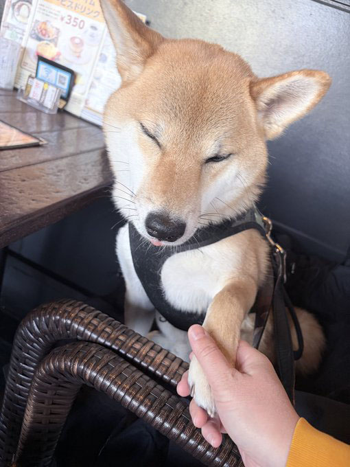 左手を挙げた柴犬