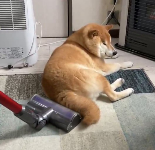 掃除のじゃまをする柴犬