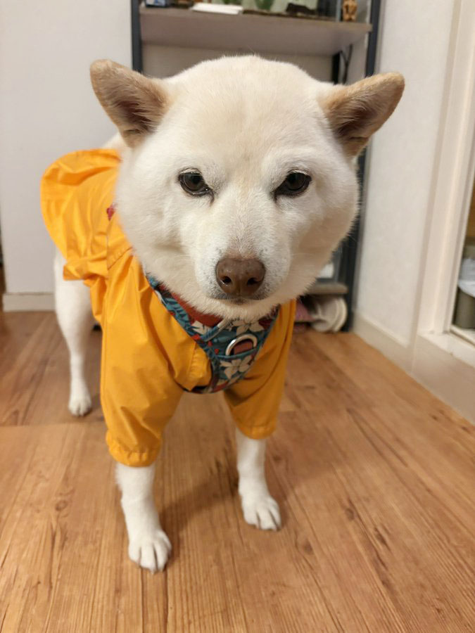 カッパを着た白柴