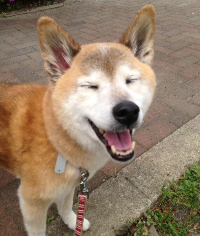 困ったような顔の柴犬