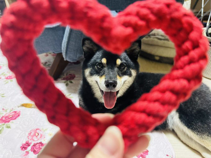 ハートの小物と黒柴